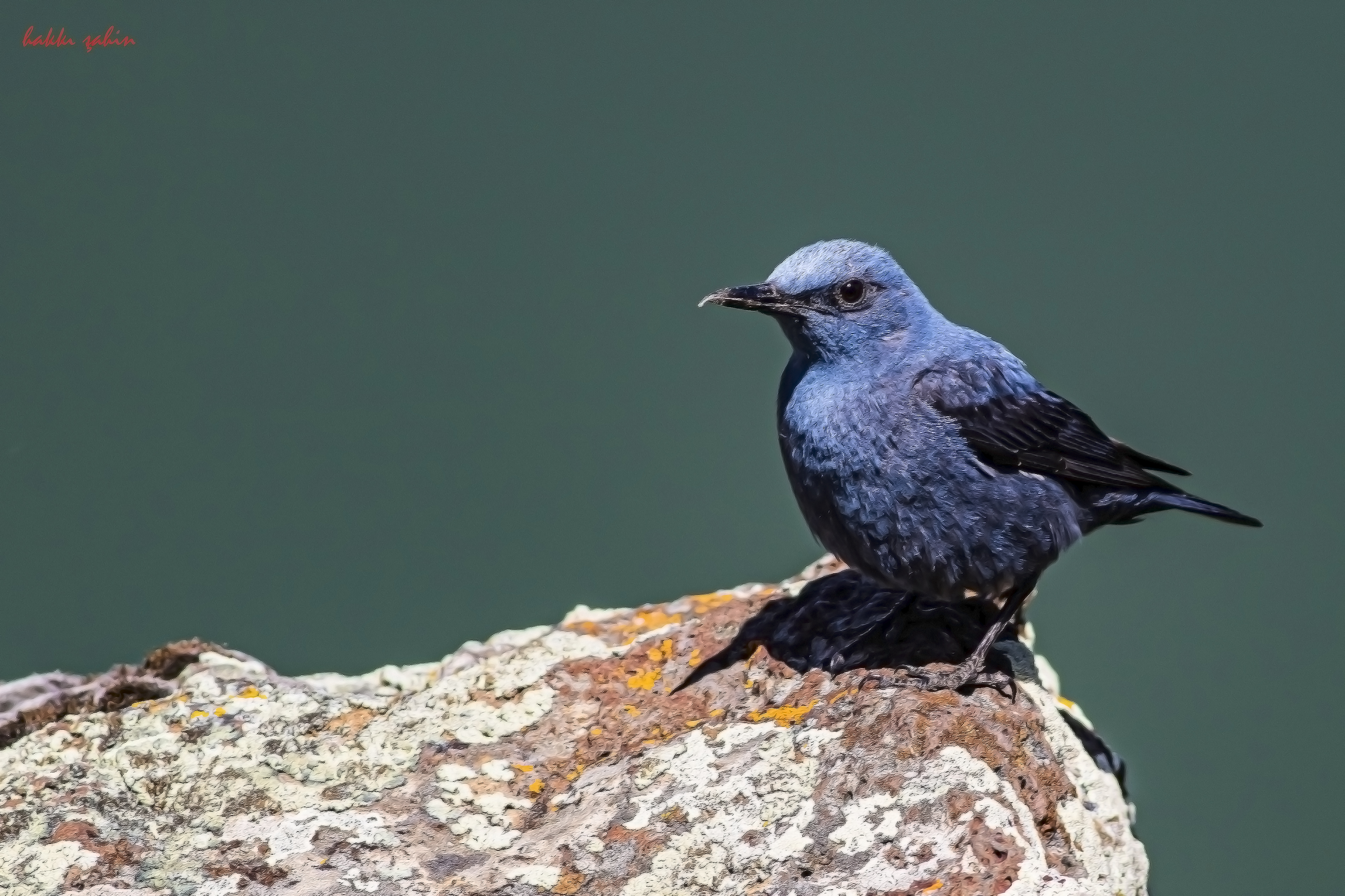Blue Rock-Thrush